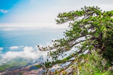 Fotoğraf Ai-Petri dağının tepesinden, ağaç kayaların üzerinde yetişiyor, güzel ufuk ve mavi gökyüzü beyaz bulutlarla.