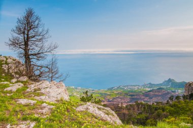 Fotoğraf Ai-Petri dağının tepesinden, ağaç kayaların üzerinde yetişiyor, güzel ufuk ve mavi gökyüzü beyaz bulutlarla.