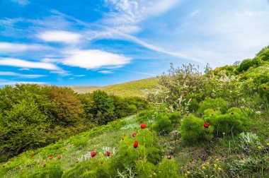 Yaz manzarası, tepeler ve çayır kırmızı gelincik çiçekleri ve karahindibalarla dolu yeşil çimenler.