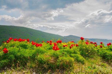 Yaz manzarası, tepeler ve çayır kırmızı gelincik çiçekleri ve karahindibalarla dolu yeşil çimenler.