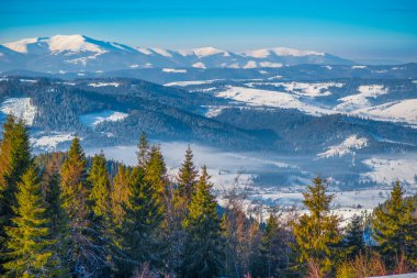 Dağlara bakan ladin kış ormanı. Güzel kış doğası. Arkaplanda Karpat Dağları.
