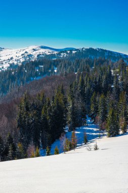 Dağlara bakan ladin kış ormanı. Güzel kış doğası. Arkaplanda Karpat Dağları.