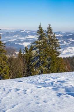 Dağlara bakan ladin kış ormanı. Güzel kış doğası. Arkaplanda Karpat Dağları.