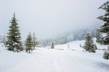 Karla kaplı uzun köknar ağaçlarının sert manzarası kışın donarak büyür. Kışın kırsal kesimde sert kuzey doğası ve dinlenme kavramı