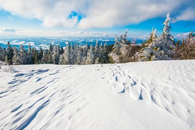 Dağlara bakan ladin kış ormanı. Güzel kış doğası. Arkaplanda Karpat Dağları.