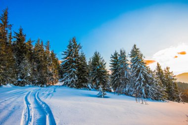 Kış mevsiminde bir tepenin üzerinde büyüyen görkemli yeşil ladin ağaçlarının mavi gökyüzüne ve güneşli bir kış gününde beyaz bulutlara karşı gelişi. Yürüyüş ve kayak kavramı