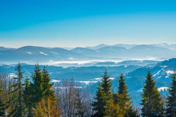 Bosque Abeto Invierno Con Vistas Las Montañas Hermosa Naturaleza Invernal — Foto de Stock