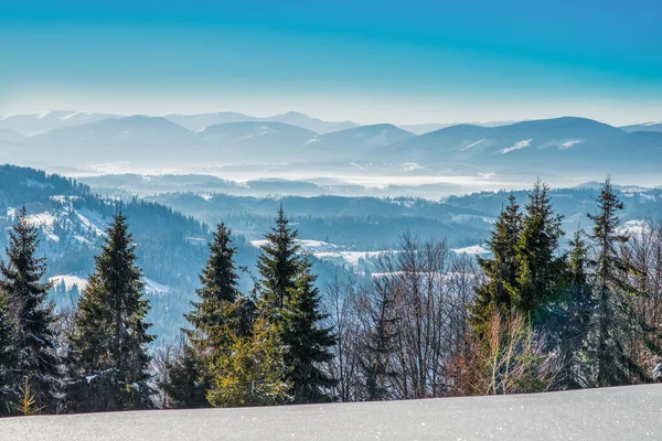 Bosque Abeto Invierno Con Vistas Las Montañas Hermosa Naturaleza Invernal — Foto de Stock