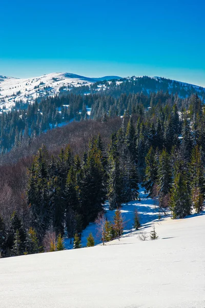 Spar Winterbos Met Uitzicht Bergen Prachtige Winternatuur Karpaten Achtergrond — Stockfoto