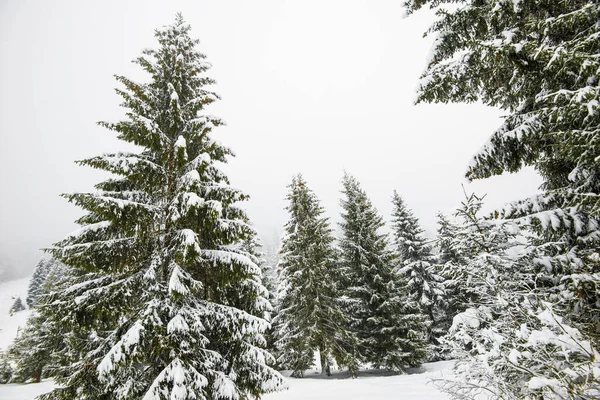 Bruja Severa Panorama Abetos Altos Cubiertos Nieve Crecen Bosque Invierno — Foto de Stock