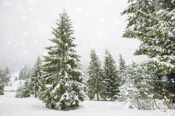 Bruja Severa Panorama Abetos Altos Cubiertos Nieve Crecen Bosque Invierno — Foto de Stock