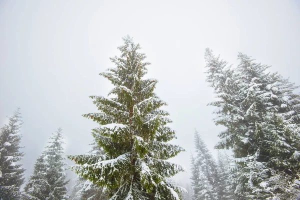 Förtrollande Aktern Panorama Höga Granar Täckta Med Snö Växer Skogen — Stockfoto