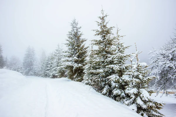 Bruja Severa Panorama Abetos Altos Cubiertos Nieve Crecen Bosque Invierno — Foto de Stock