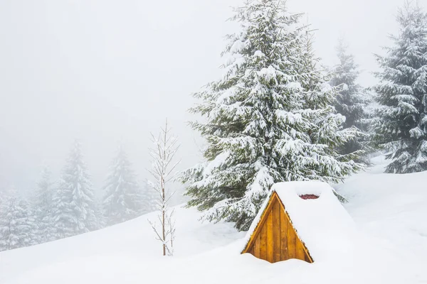 Harte Winterlandschaft Schöne Schneebedeckte Tannen Stehen Einem Kalten Wintertag Vor — Stockfoto