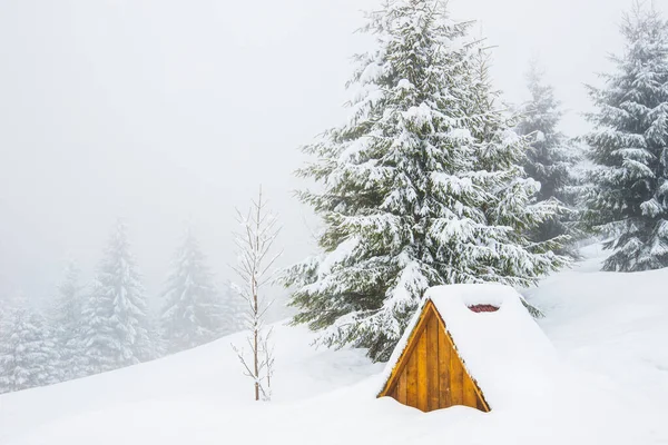 Harde Winterlandschap Prachtige Besneeuwde Dennenbomen Staan Tegen Een Mistig Bergachtig — Stockfoto