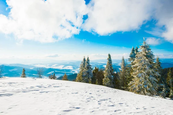 美丽迷人的松树和云杉森林的景色 生长在雪堆间的山丘上 映衬着蓝天的白云和灿烂的太阳 冬季森林的概念旅程 — 图库照片