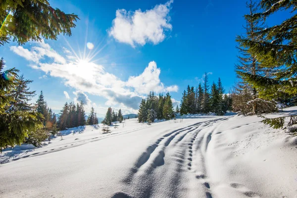 Прекрасний Вид Величні Зелені Ялини Ростуть Пагорбі Взимку Снігопадами Блакитне — стокове фото