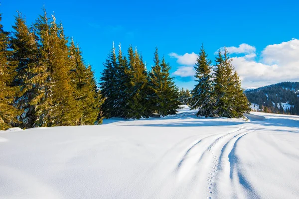 Nydelig Utsikt Majestetiske Grønne Gran Som Vokser Bakke Vinteren Snødriver – stockfoto