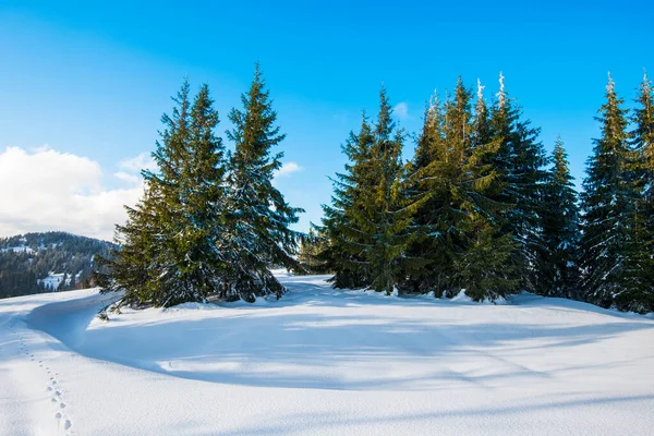 Beautiful View Majestic Green Spruce Trees Growing Hill Winter Snowdrifts — Stock Photo, Image