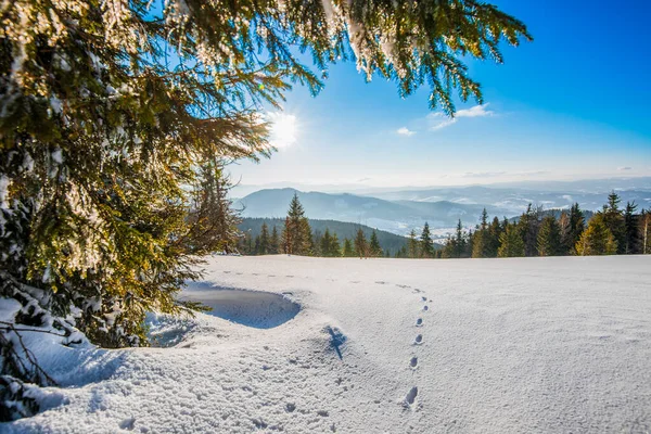 Hermosa Vista Majestuosos Abetos Verdes Que Crecen Una Colina Invierno — Foto de Stock