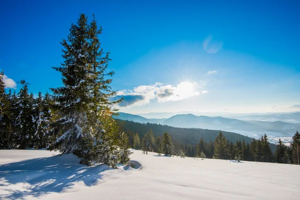 Hermosa Vista Majestuosos Abetos Verdes Que Crecen Una Colina Invierno — Foto de Stock