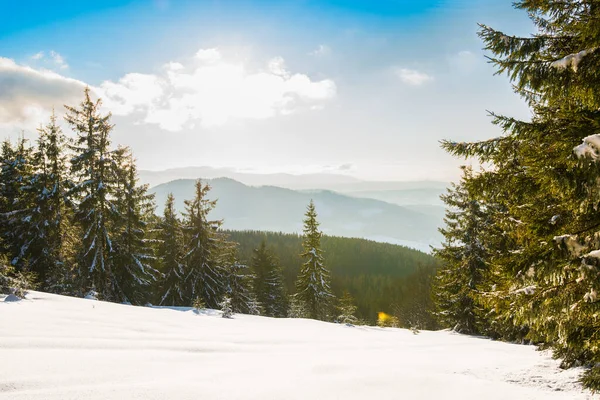 Прекрасний Вид Величні Зелені Ялини Ростуть Пагорбі Взимку Снігопадами Блакитне — стокове фото