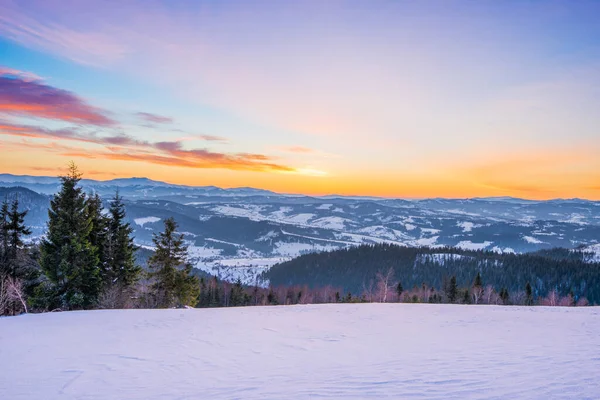 Pacifying Landscape Mountain Valley Spruce Forest Snowdrifts Backdrop Sunset Blue — Stock Photo, Image