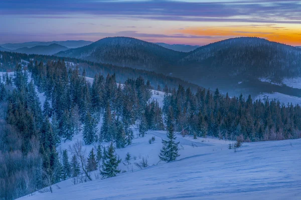 Pacifying Landscape Mountain Valley Spruce Forest Snowdrifts Backdrop Sunset Blue — Stock Photo, Image