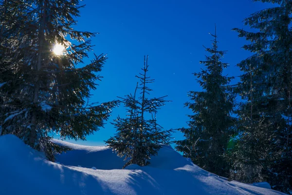 Piękne Smukłe Jodły Rosną Wśród Pokrytych Śniegiem Zasypek Zboczu Wzgórza — Zdjęcie stockowe