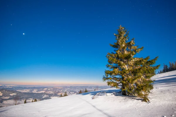 Piękny Krajobraz Majestatycznymi Wysokimi Jodłami Rosnącymi Wśród Białych Zaspy Śnieżne — Zdjęcie stockowe