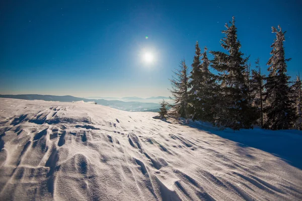 Piękne Smukłe Jodły Rosną Wśród Pokrytych Śniegiem Zasypek Zboczu Wzgórza — Zdjęcie stockowe