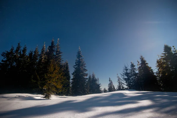 Beautiful Landscape Majestic Tall Fir Trees Growing White Snowdrifts Blue — Stock Photo, Image