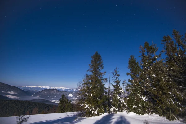 Wunderschöne Landschaft Mit Majestätischen Hohen Tannen Die Einem Sonnigen Frostigen — Stockfoto