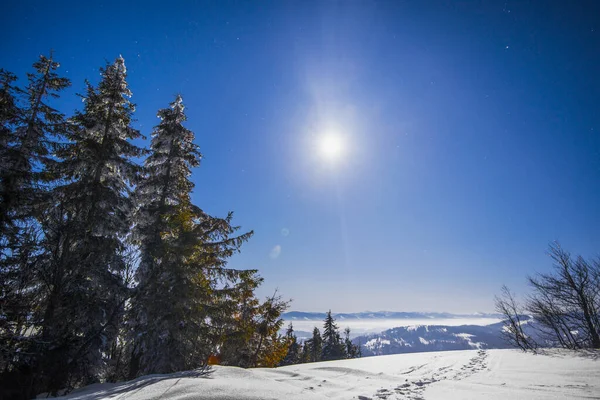Beautiful Slender Fir Trees Grow Snow Covered Snowdrifts Hillside Background — Stock Photo, Image