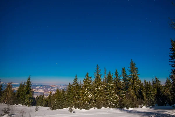 Piękny Krajobraz Majestatycznymi Wysokimi Jodłami Rosnącymi Wśród Białych Zaspy Śnieżne — Zdjęcie stockowe