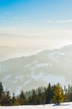 Dağlara bakan ladin kış ormanı. Güzel kış doğası. Arkaplanda Karpat Dağları.