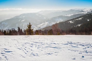 Tepelerde yetişen çam ve ladin ormanlarının büyüleyici manzarası beyaz bulutların mavi gökyüzüne ve parlak güneşe karşı kar yığınları arasında. Kış Ormanına Yolculuk.
