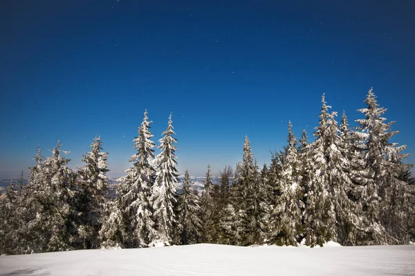 Beautiful Landscape Majestic Tall Fir Trees Growing White Snowdrifts Blue — Stock Photo, Image