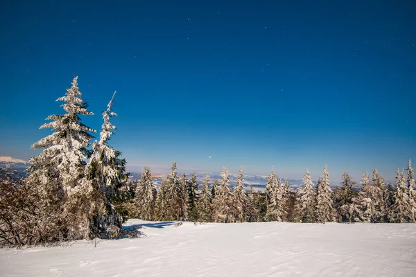 Όμορφο Τοπίο Επιβλητικά Ψηλά Έλατα Που Φυτρώνουν Ανάμεσα Λευκές Χιονοπτώσεις — Φωτογραφία Αρχείου