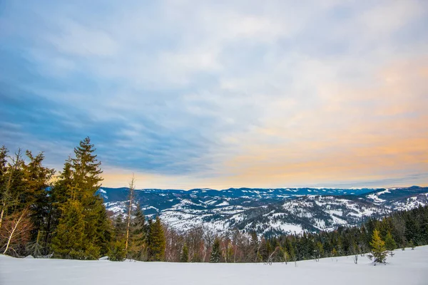 云杉冬季森林俯瞰群山 美丽的冬季自然 背景中的喀尔巴阡山脉 — 图库照片