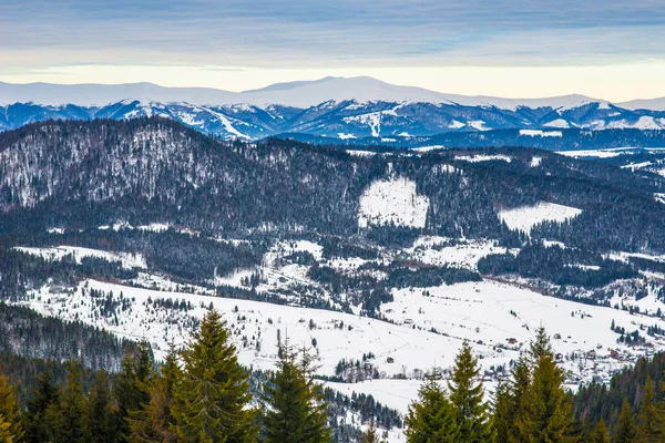 Bosque Abeto Invierno Con Vistas Las Montañas Hermosa Naturaleza Invernal — Foto de Stock