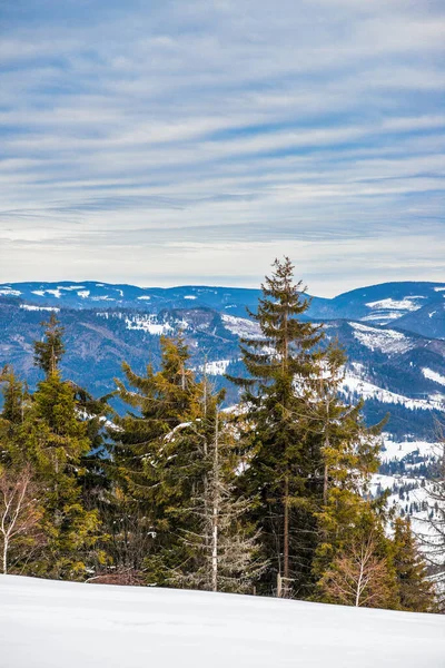 Floresta Inverno Abeto Com Vista Para Montanhas Bela Natureza Inverno — Fotografia de Stock
