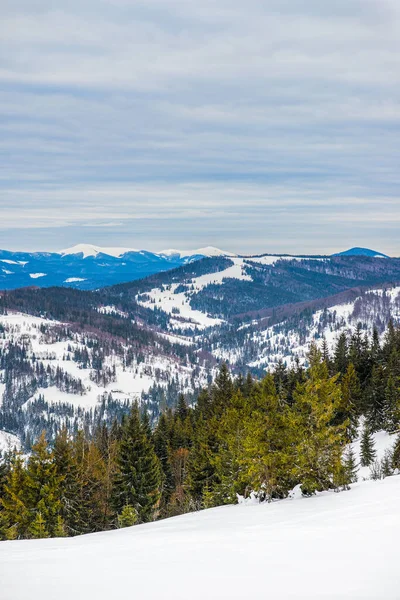 Winterwald Aus Fichten Mit Blick Auf Die Berge Schöne Winternatur — Stockfoto