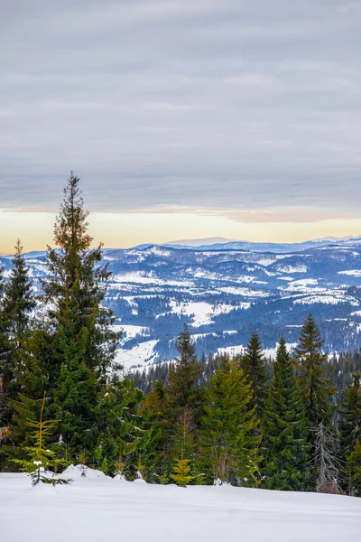 Bosque Abeto Invierno Con Vistas Las Montañas Hermosa Naturaleza Invernal — Foto de Stock