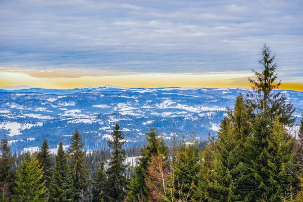 Lucfenyő Téli Erdő Kilátással Hegyekre Gyönyörű Téli Természet Kárpátok Háttérben — Stock Fotó