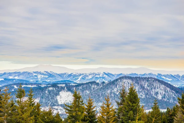 Smrkový Zimní Les Výhledem Hory Krásná Zimní Příroda Karpatské Hory — Stock fotografie
