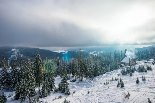 Prachtig Bergboslandschap Een Zonnige Warme Dag Tegen Achtergrond Van Bergen — Stockfoto