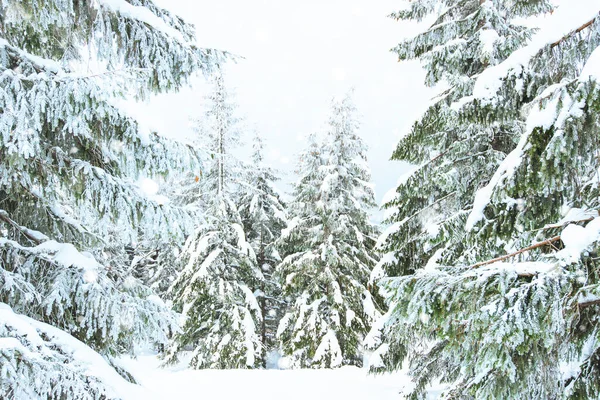 Hermosa Vista Dura Abetos Nieve Laderas Frío País Del Norte — Foto de Stock