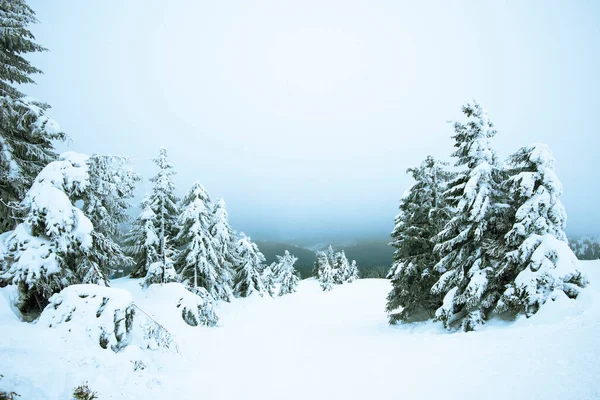 Дивовижний Зимовий Пейзаж Засніжених Маленьких Ялинових Дерев Тлі Гір Лісів — стокове фото