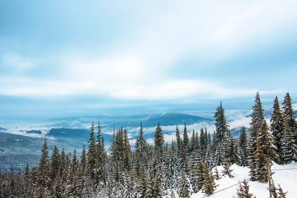 Prachtig Bergboslandschap Een Zonnige Warme Dag Tegen Achtergrond Van Bergen — Stockfoto